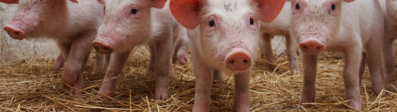 Китай через АЧС заборонив імпорт свиней з Лаосу