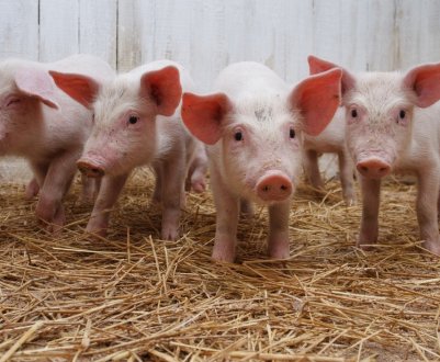 Китай через АЧС заборонив імпорт свиней з Лаосу