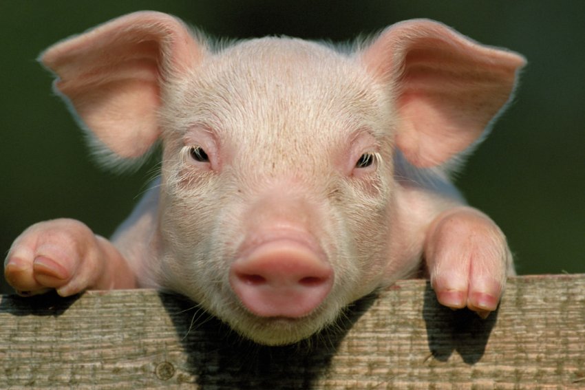 Китай через АЧС заборонив імпорт свиней з Лаосу