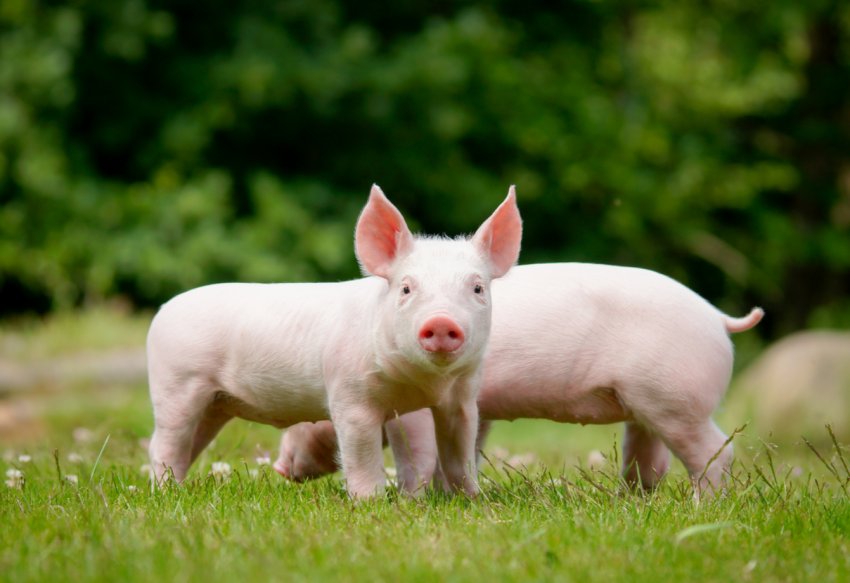 Китай через АЧС заборонив імпорт свиней з Лаосу