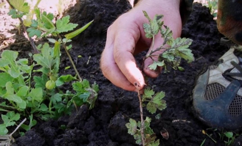 Посадка агрусу