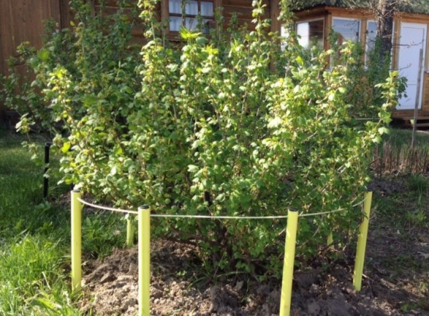 Опора для аґрусу