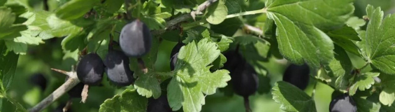 Агрус Африканець: характеристика, особливості вирощування і розмноження