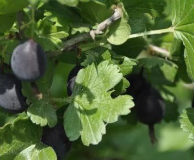 Агрус Африканець: характеристика, особливості вирощування і розмноження