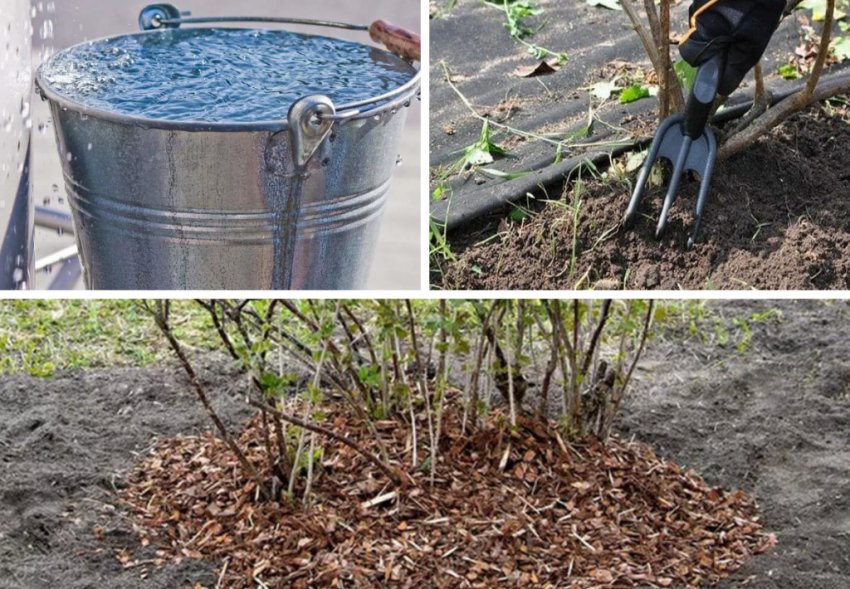 Догляд за ґрунтом агрусу