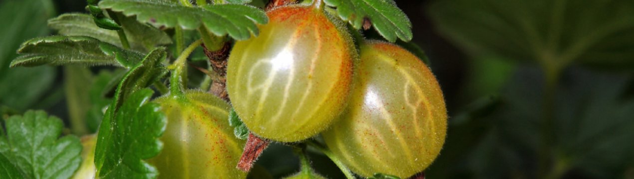 Чим удобрювати аґрус: восени, навесні. Способи підживлення