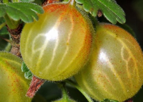 Чим удобрювати аґрус: восени, навесні. Способи підживлення