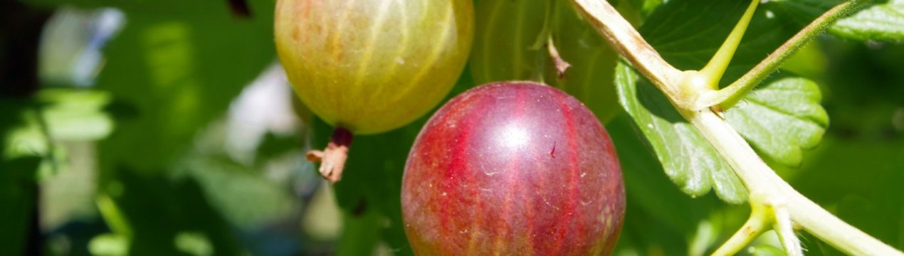 Агрус Лада: характеристика, особливості вирощування і розмноження