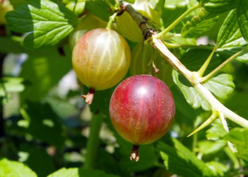 Крыжовник Лада: характеристика, особенности выращивания и размножения