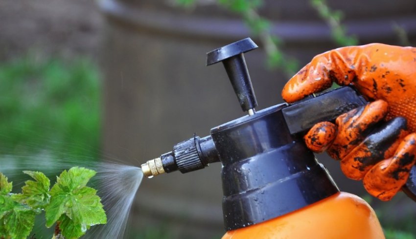 Обприскування агрусу Обприскування агрусу