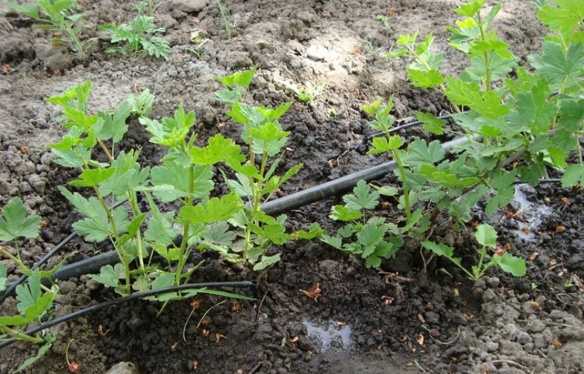 Крапельний полив агрусу