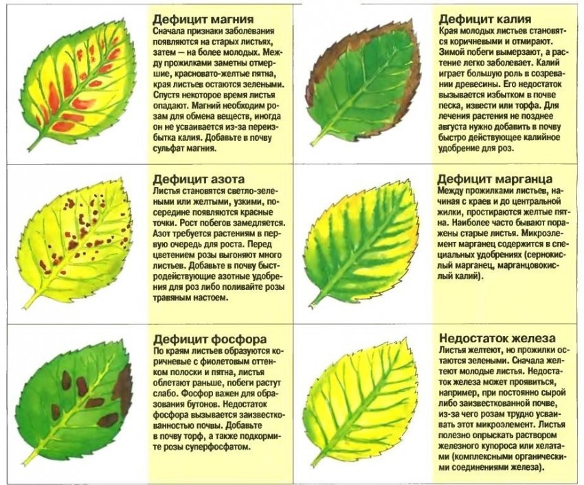 Дефіцит мікроелементів на аркушах