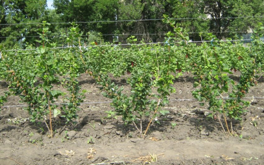 Шпалера для аґрусу