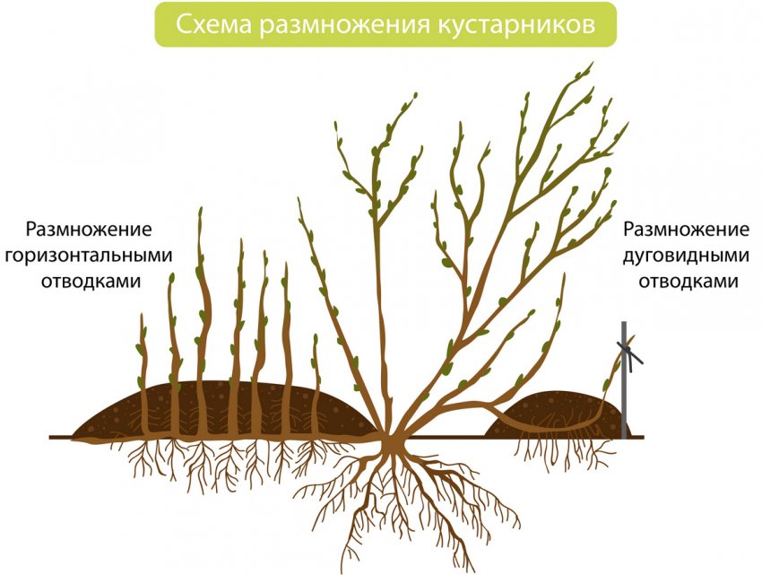 Крыжовник лада описание сорта