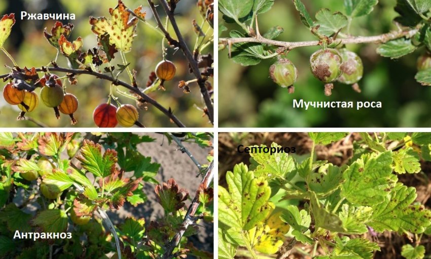 Хвороби агрусу