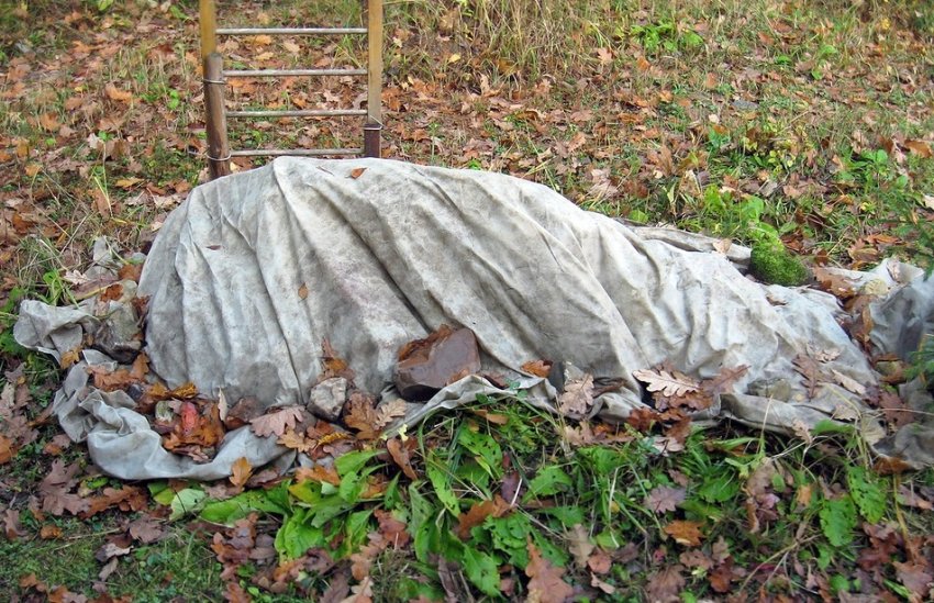 Укриття агрусу на зиму