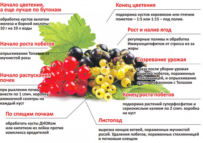 почему нельзя сажать смородину рядом с крыжовником. Смотреть фото почему нельзя сажать смородину рядом с крыжовником. Смотреть картинку почему нельзя сажать смородину рядом с крыжовником. Картинка про почему нельзя сажать смородину рядом с крыжовником. Фото почему нельзя сажать смородину рядом с крыжовником