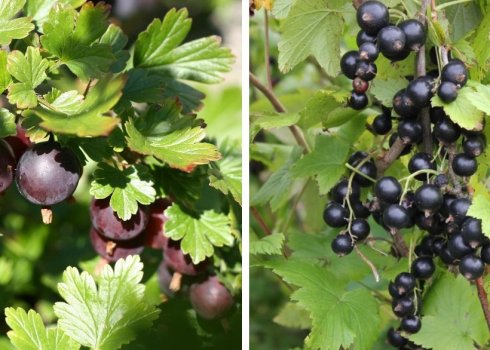 Аґрус, смородина: компаньйони і хороші сусіди чагарників