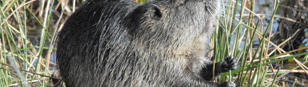 Особливості догляду за вагітною нутрією та нутрією, яка щойно ощенилася (народила)