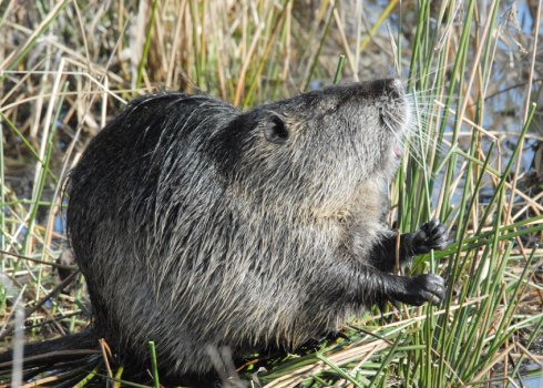 Особенности ухода за беременной и только ощенившейся (родившей) нутрией