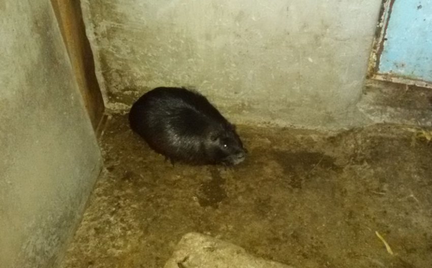 Беременная нутрия в отдельной клетке