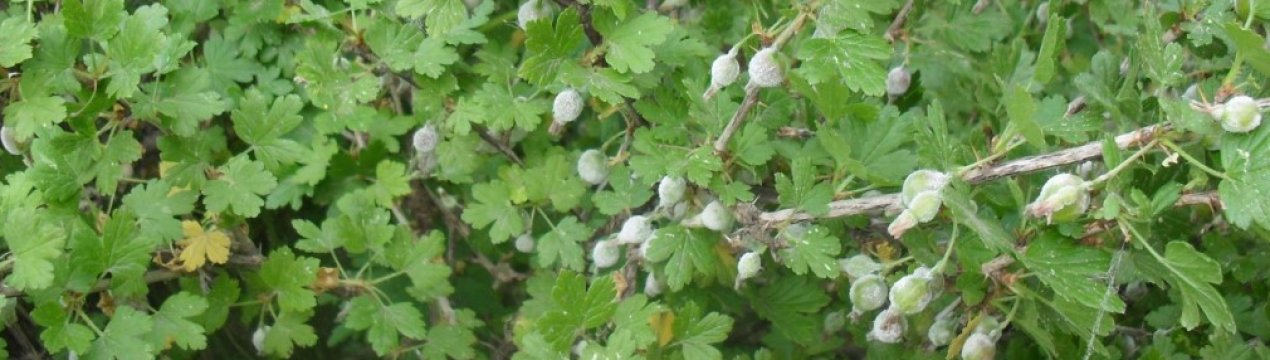 Обприскування агрусу від борошнистої роси: коли, як і чим правильно обробити