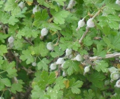 Обприскування агрусу від борошнистої роси: коли, як і чим правильно обробити