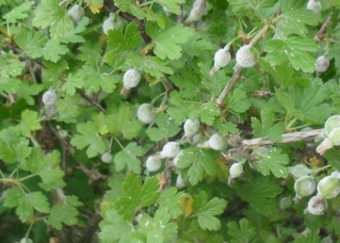 Обприскування агрусу від борошнистої роси: коли, як і чим правильно обробити