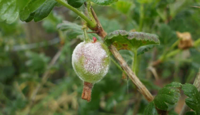 Борошниста роса на аґрусі