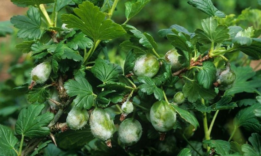 Борошниста роса на аґрусі