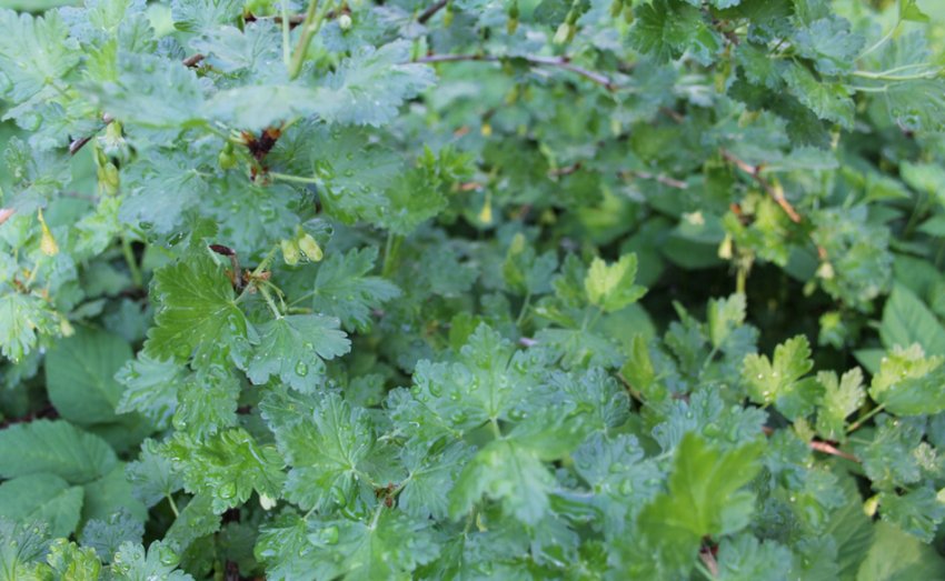 Обприскування агрусу