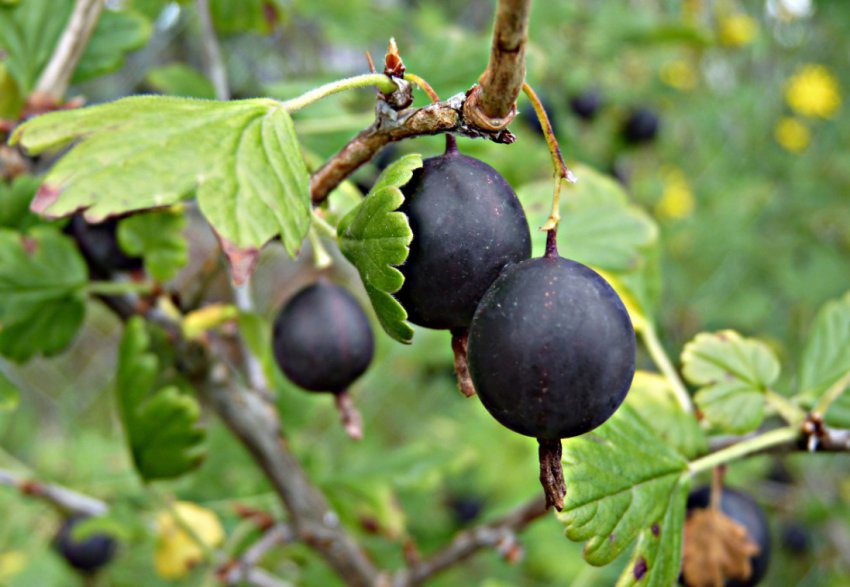 Агрус Чорний Негус Агрус Чорний Негус