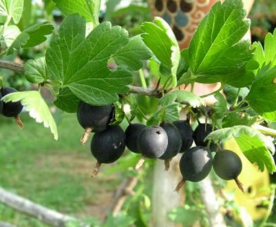 Агрус Чорний Негус — характеристики і зовнішній вигляд сорту