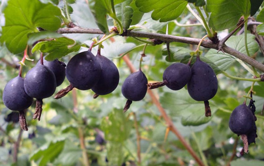 Сорт аґрусу Чорний Негус Сорт аґрусу Чорний Негус