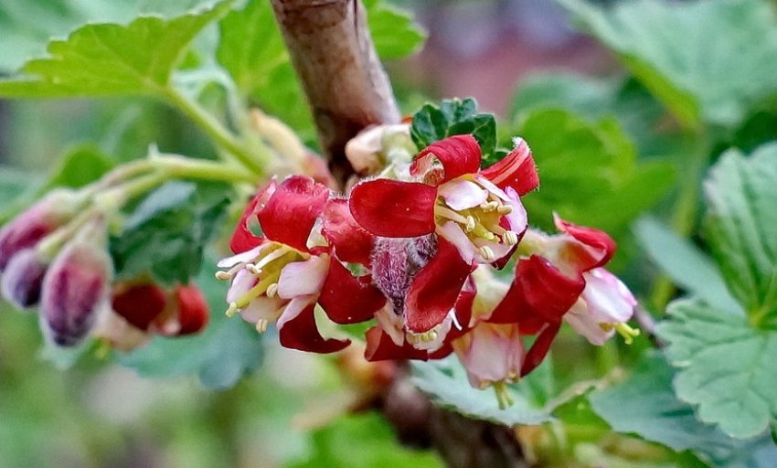 Цвітіння агрусу Цвітіння агрусу