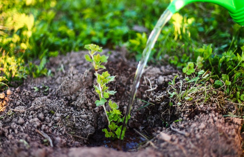 Посадка агрусу Посадка агрусу