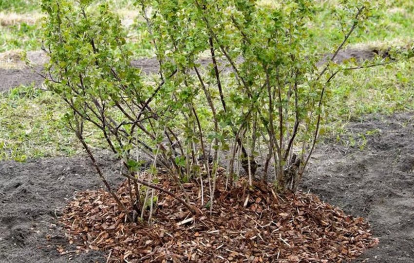 Мульчування агрусу Мульчування агрусу