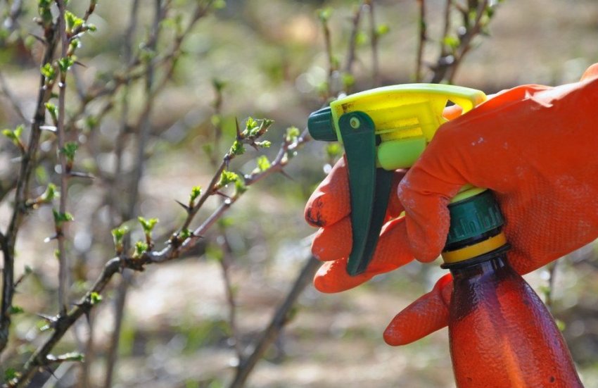 Обприскування агрусу Обприскування агрусу