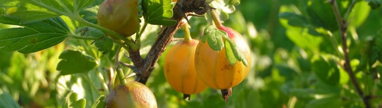 Агрус Бурштиновий: характеристика, особливості вирощування і розмноження