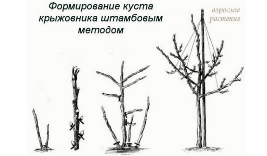 Формування куща агрусу штамбовым методом Формування куща агрусу штамбовым методом