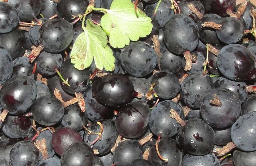 Агрус Чорний Негус Агрус Чорний Негус