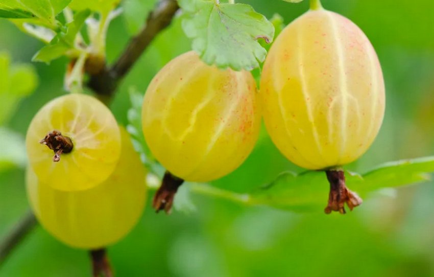 Агрус Бурштиновий