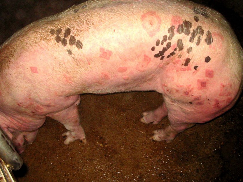 Лечение свиней в домашних условиях thumbnail