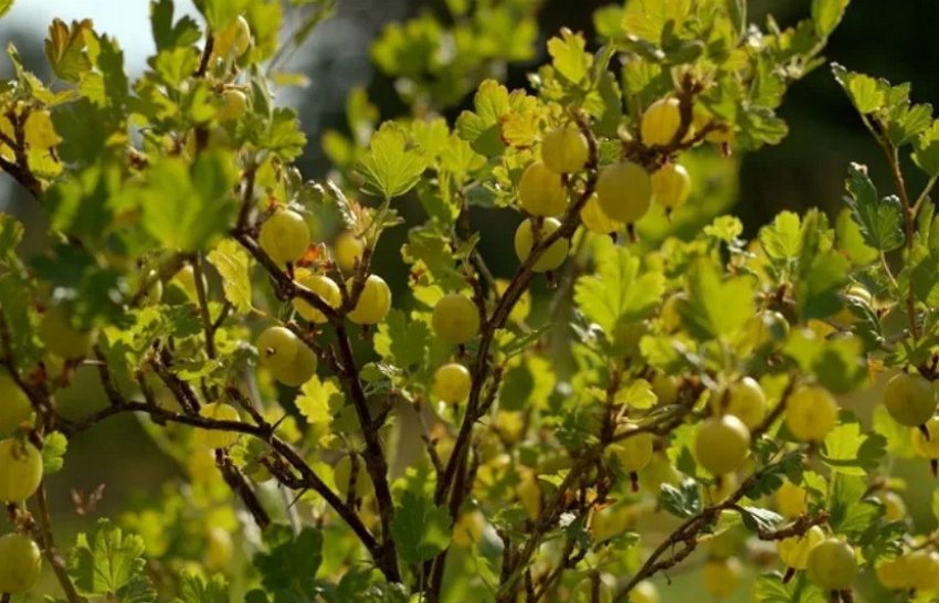 Кущ аґрусу Бурштиновий