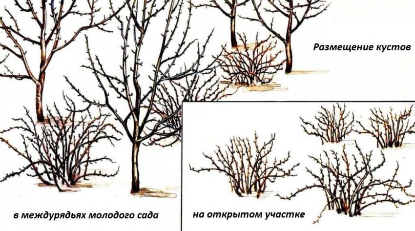 Как посадить саженец крыжовника осенью. Смотреть фото Как посадить саженец крыжовника осенью. Смотреть картинку Как посадить саженец крыжовника осенью. Картинка про Как посадить саженец крыжовника осенью. Фото Как посадить саженец крыжовника осенью