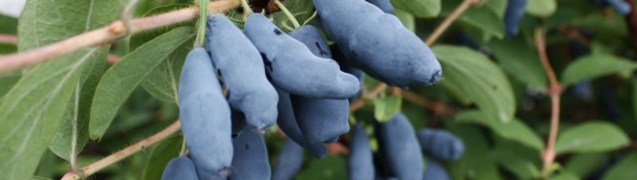 Жимолость їстівна — Гордість Бакчара