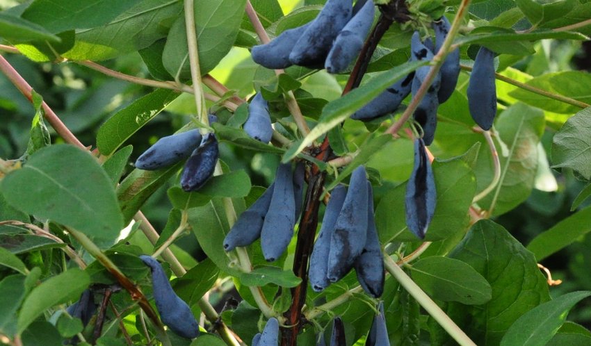 Жимолость Гордість Бакчара