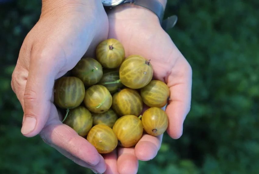 Урожай агрусу