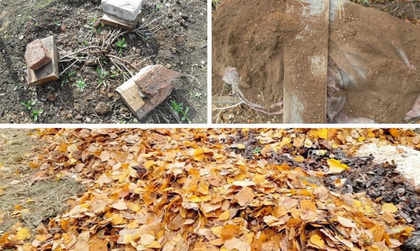 Підготовка до зими агрусу