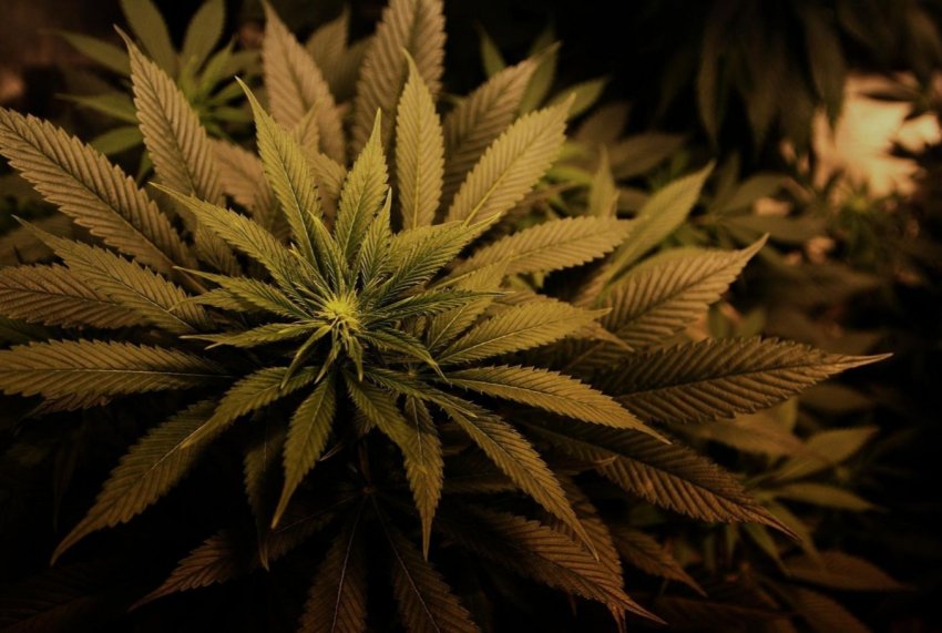 В Ірландії збільшується кількість виданих ліцензій на вирощування конопель В Ірландії збільшується кількість виданих ліцензій на вирощування конопель